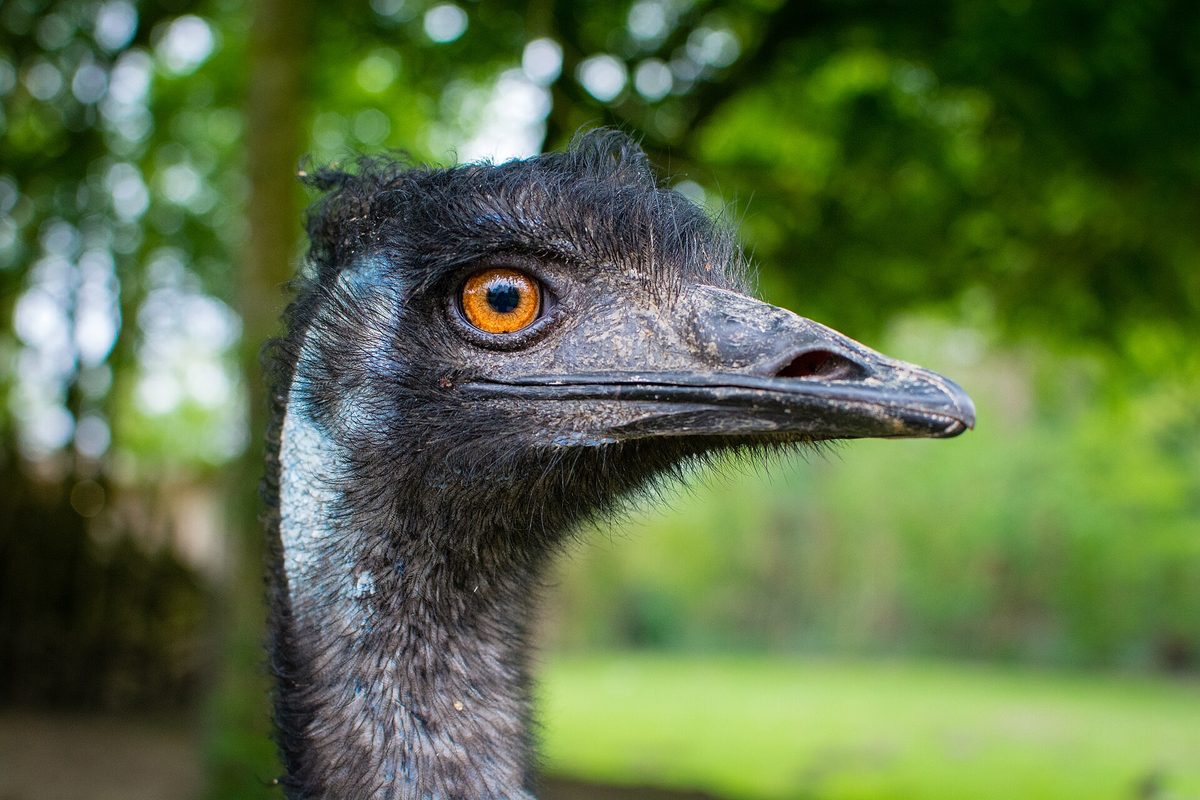 An emu, among the large flightless birds at Philip's Animal Garden in Noord, Aruba (representative photo)