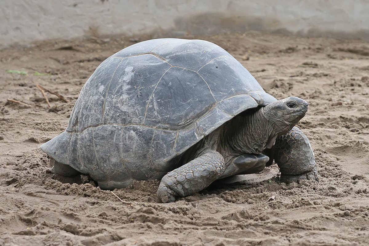A giant tortoise basking, similar to the big tortoises at Philip's Animal Garden (representative photo)