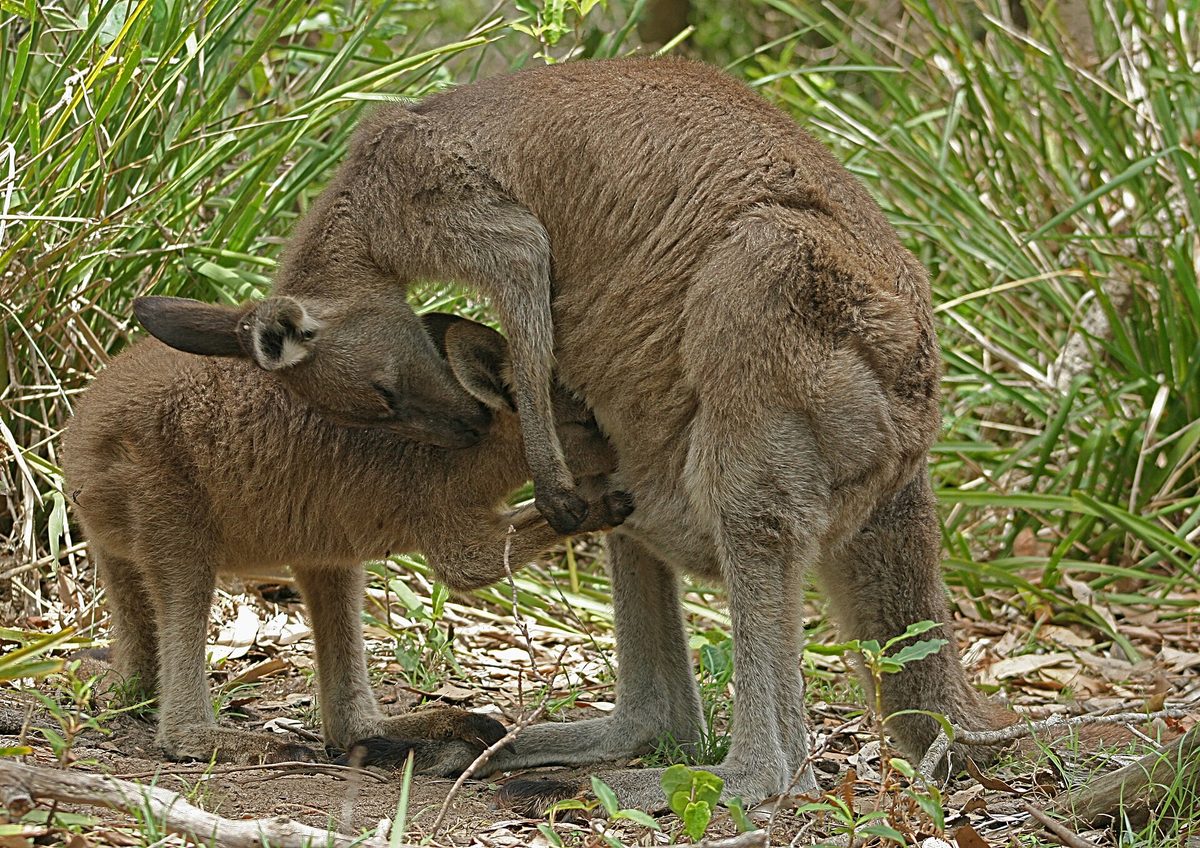 A kangaroo, like the kangaroos visitors can hand-feed at philips animal garden in Aruba (representative photo)