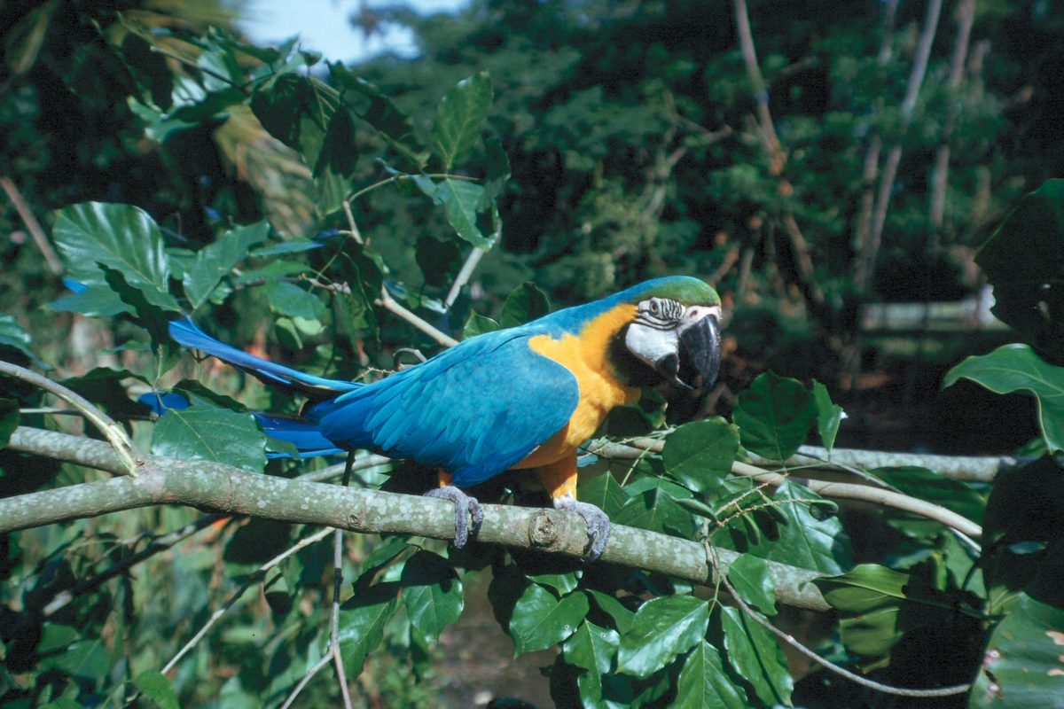 A blue-and-gold macaw, one of the rescued parrots living at Philip's Animal Garden (representative photo)