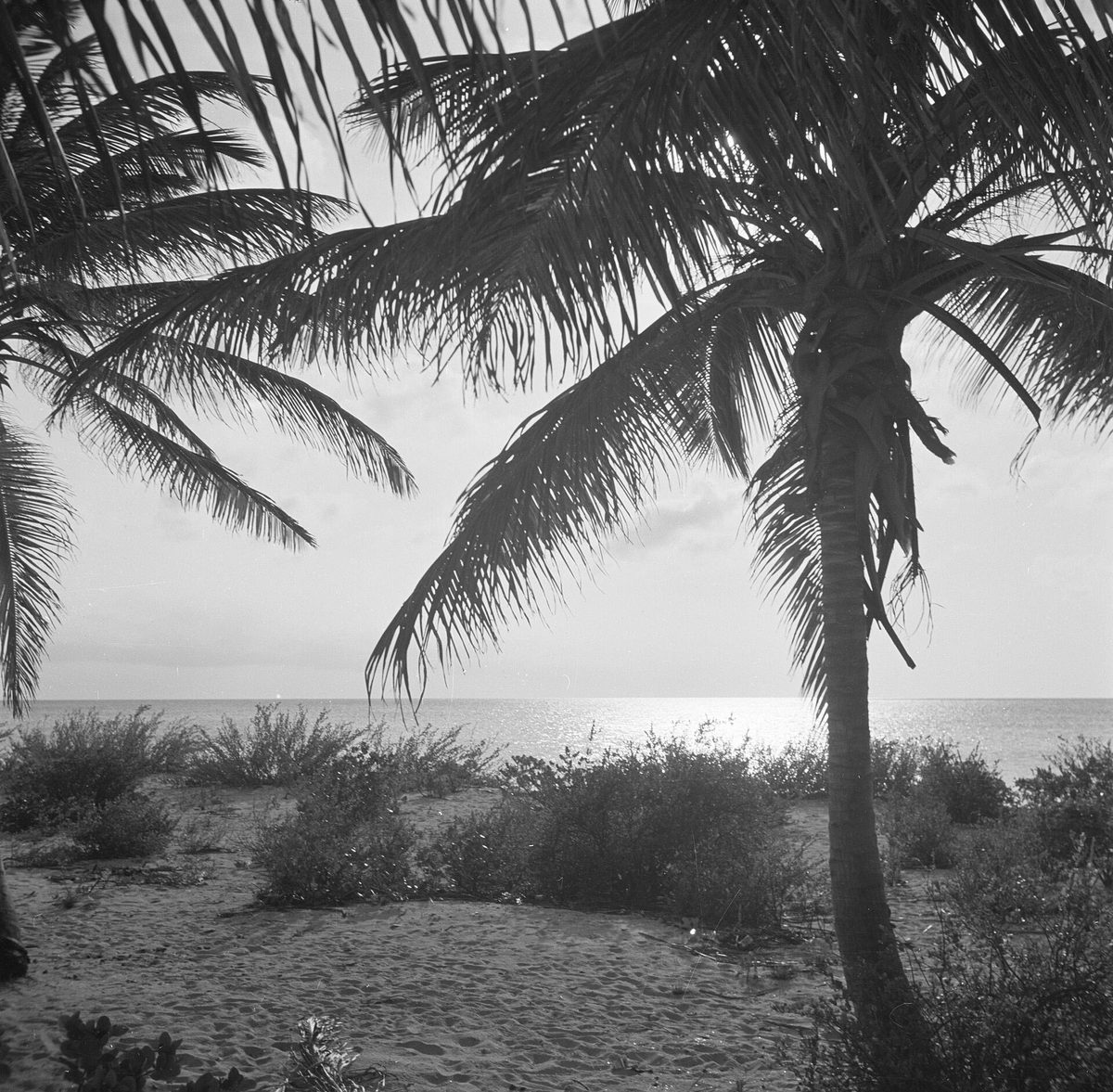 Palm trees silhouetted at sunset on Palm Beach, Aruba