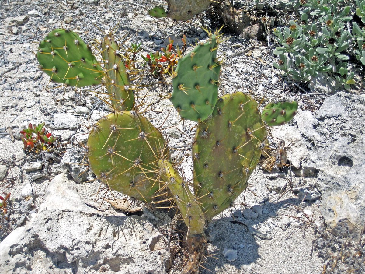Prickly pear (Opuntia) cactus with paddle segments in Aruba's dry, rocky landscape