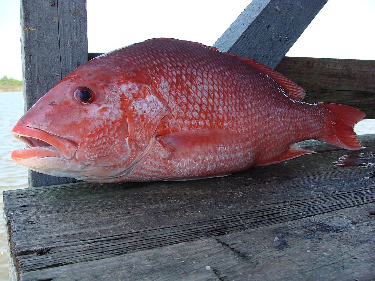A whole fresh red snapper, one of Aruba's genuinely local fish, on a dock by the water