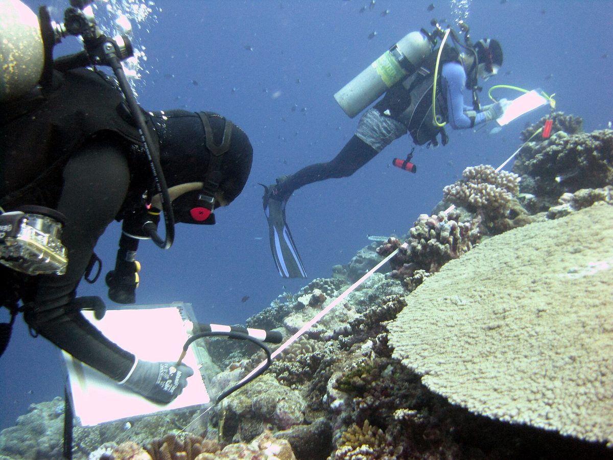 Scuba divers finning over a colorful Caribbean coral reef like those off Aruba