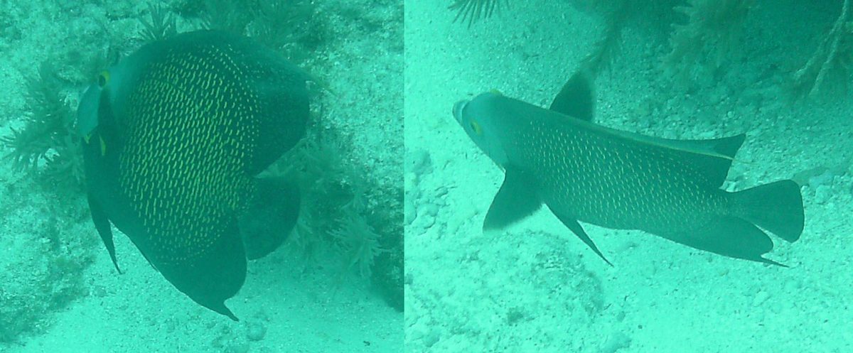 A French angelfish, one of the colorful reef fish seen snorkeling at Boca Catalina Aruba