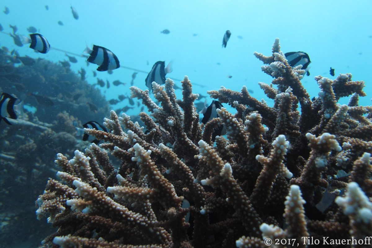 Scuba diving aruba over a sunlit tropical reef full of fish