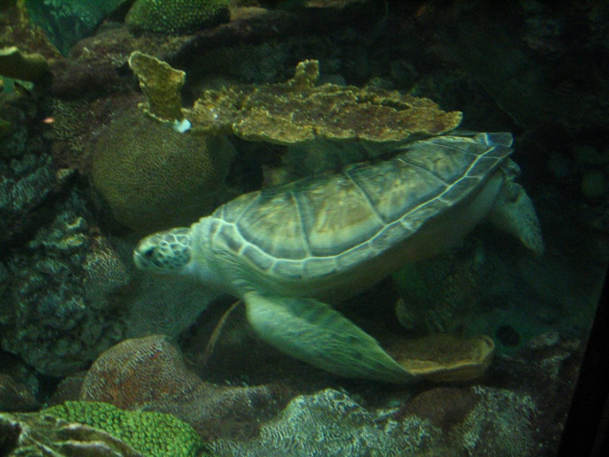 A green sea turtle gliding over a coral reef in tropical water
