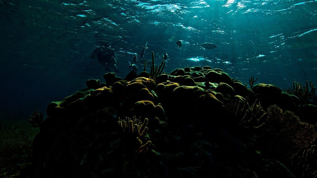 Snorkeler over a colorful coral reef during an Aruba catamaran snorkel stop