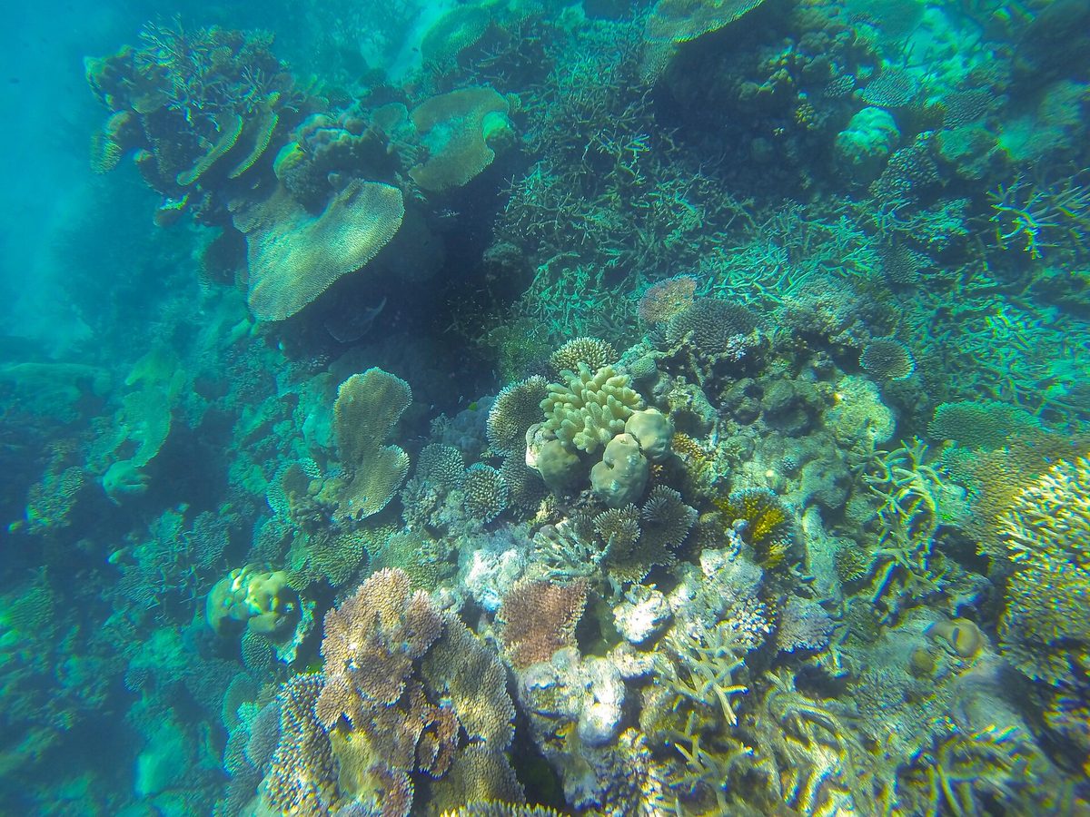 Snorkeling in Aruba: a snorkeler's view of a shallow, sunlit Caribbean reef