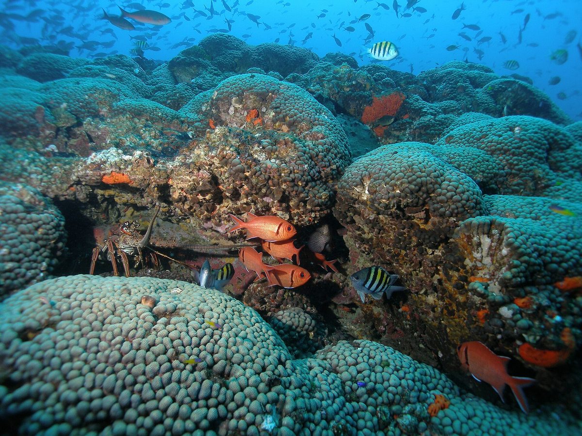 School of tropical sergeant major and soldierfish on a Caribbean coral reef