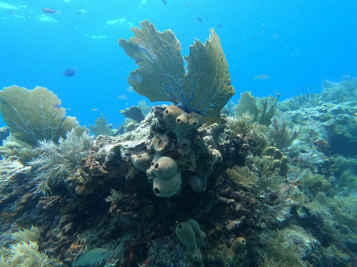 Colorful tube sponges and corals like those that encrust the Antilla wreck in Aruba